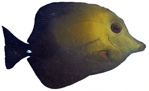 Brushtail Tang Ocean-Aware