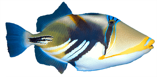 Lagoon Triggerfish Ocean-Aware