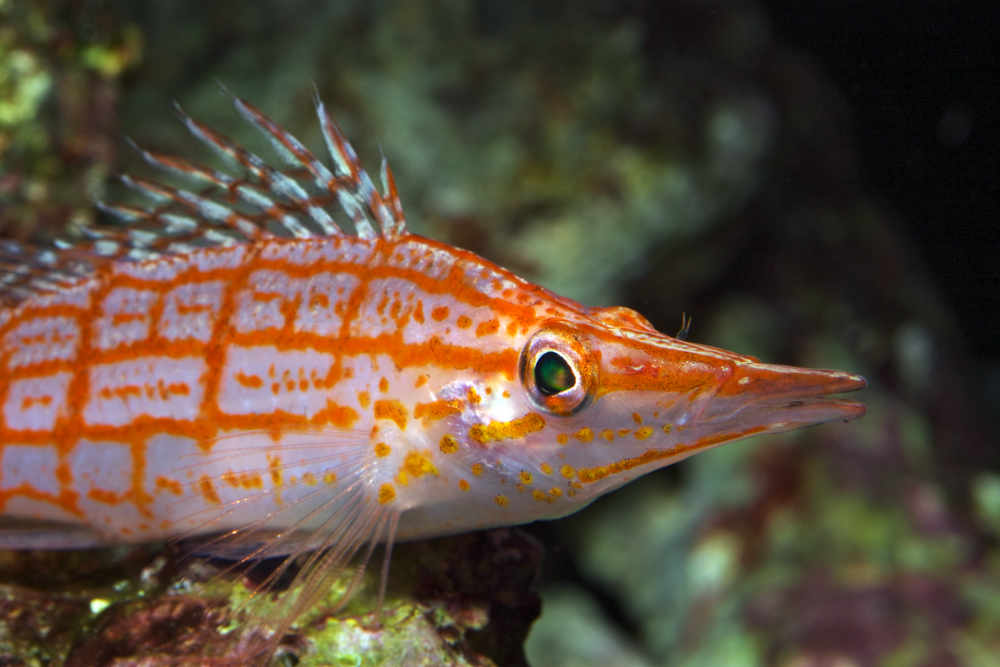 hawkfish