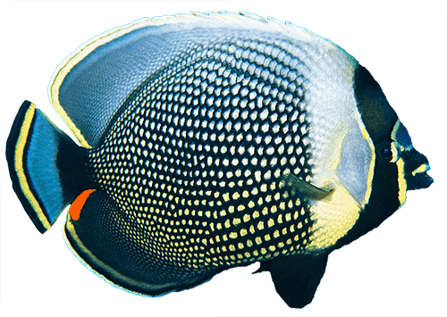 Mailed Butterflyfish Ocean-Aware