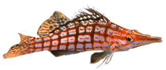 Longnose Hawkfish