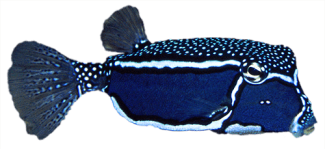 Whitleys Boxfish Ocean-Aware